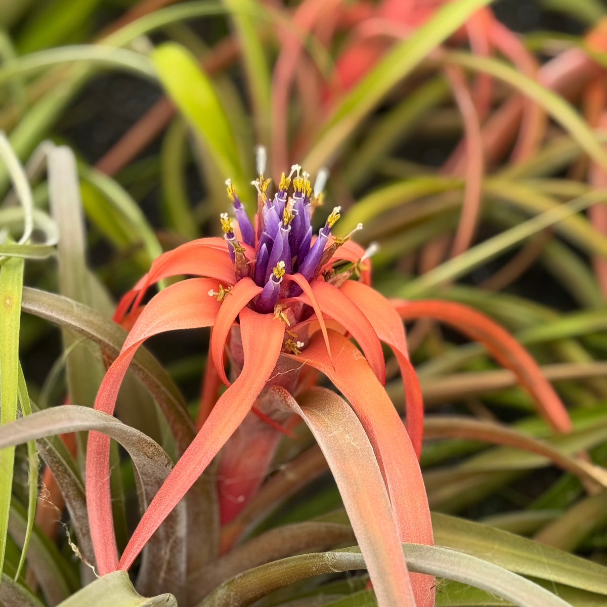 Air Plant Tillandsia Capitata Peach