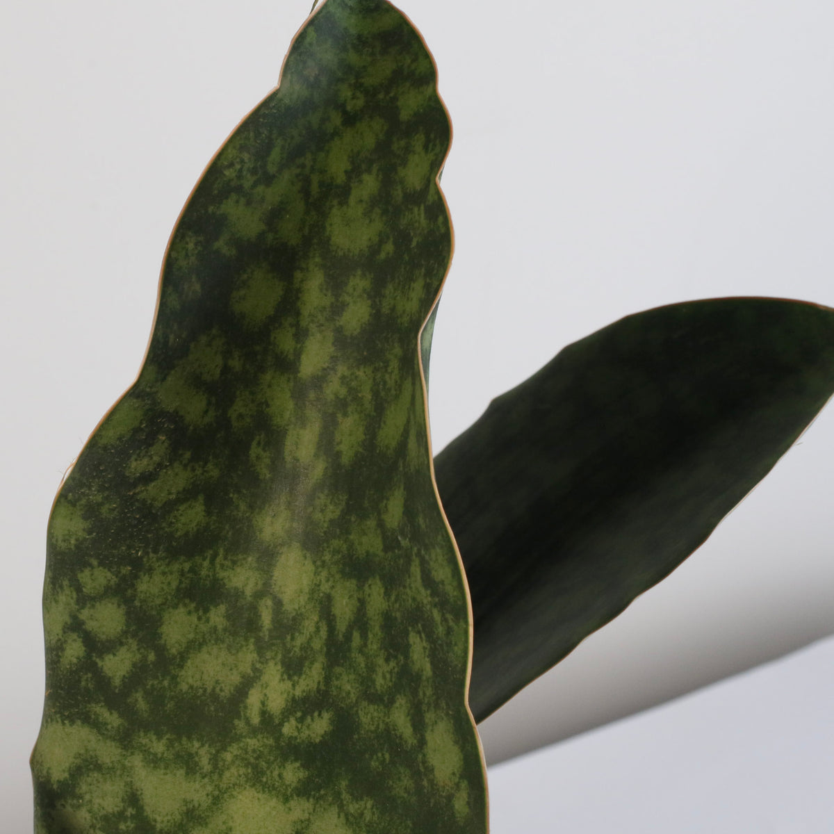Shark Fin Sansevieria Snake Plant