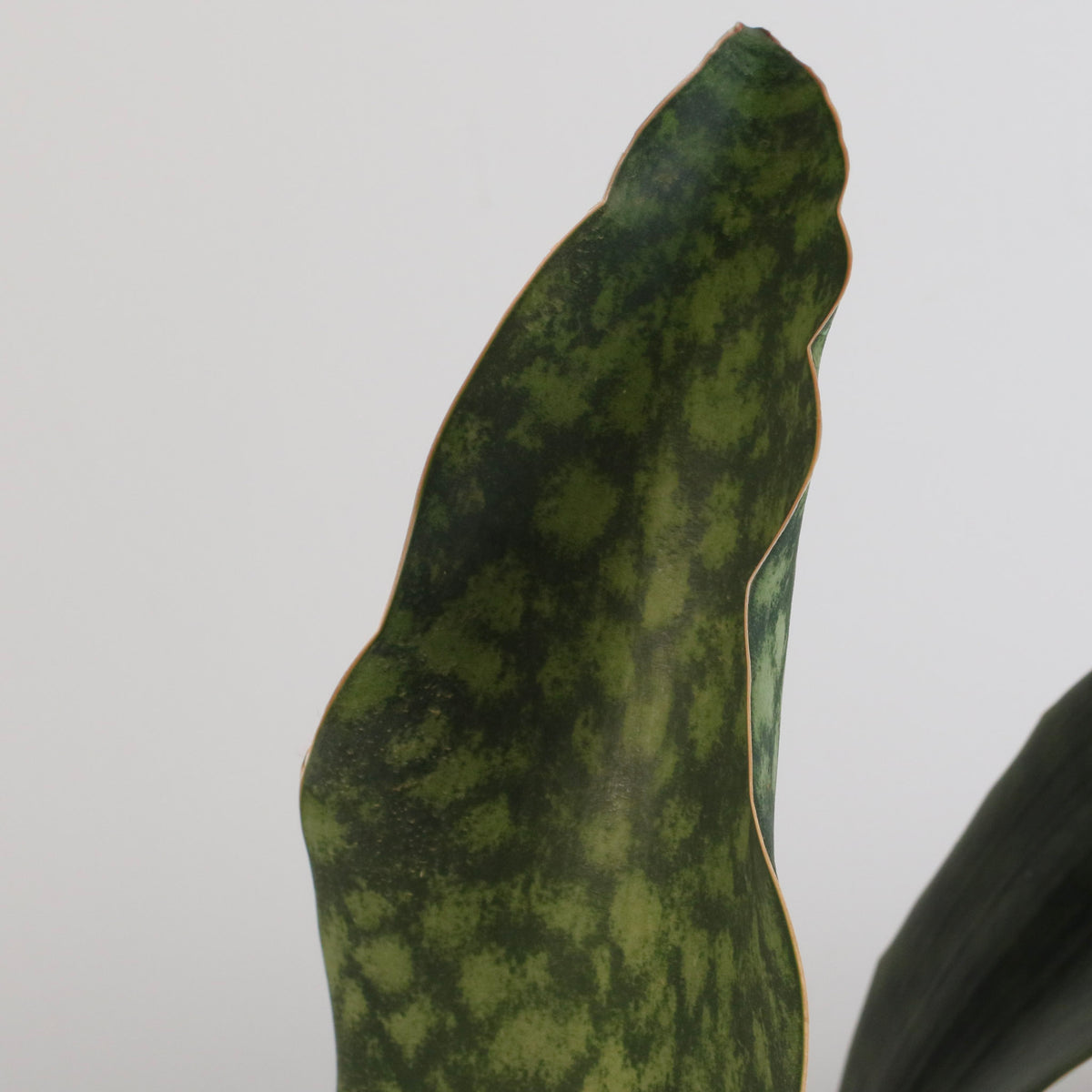 Shark Fin Sansevieria Snake Plant