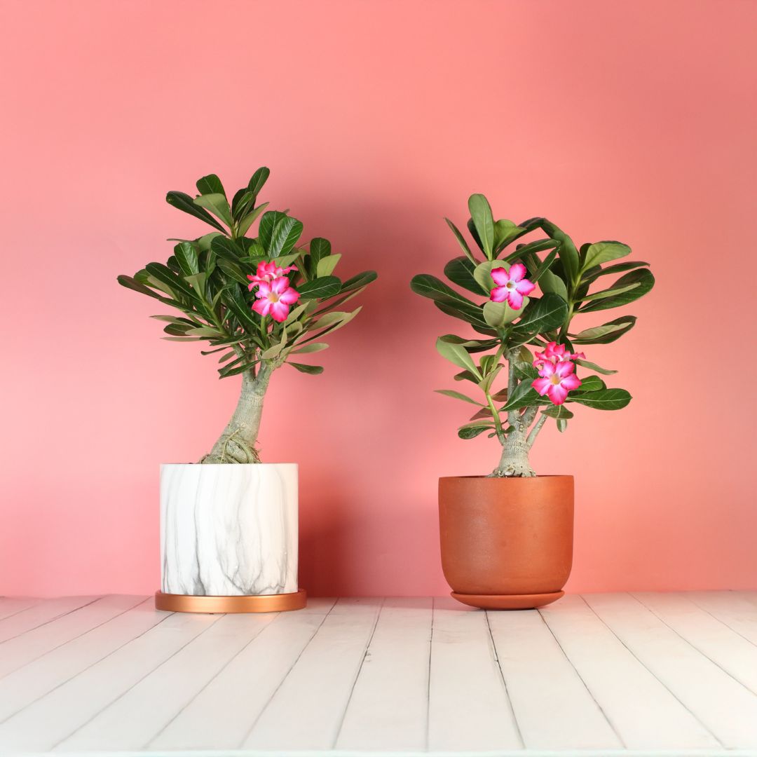 Desert Rose (Adenium obesum)