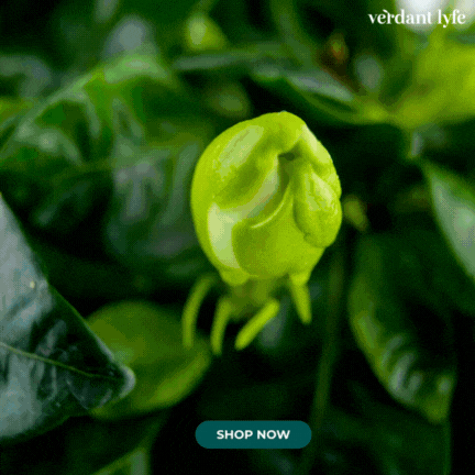 Gardenia taitensis 'Double' - Double Tahitian Fragrant Flowering Bush Plant Verdant Lyfe