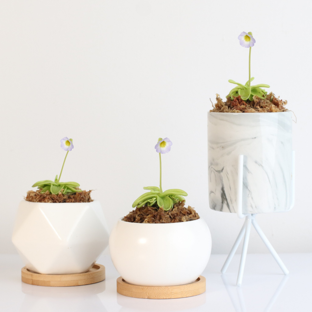 Pinguicula Butterwort blooming