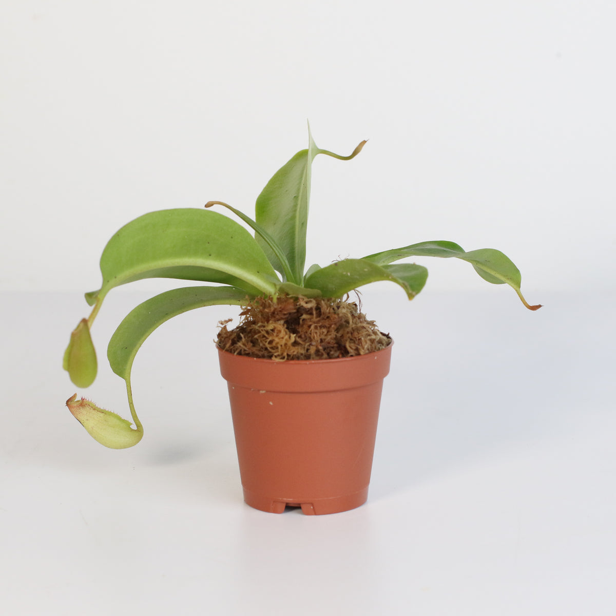 Tropical Pitcher Plant Nepenthes Miranda Carnivorous