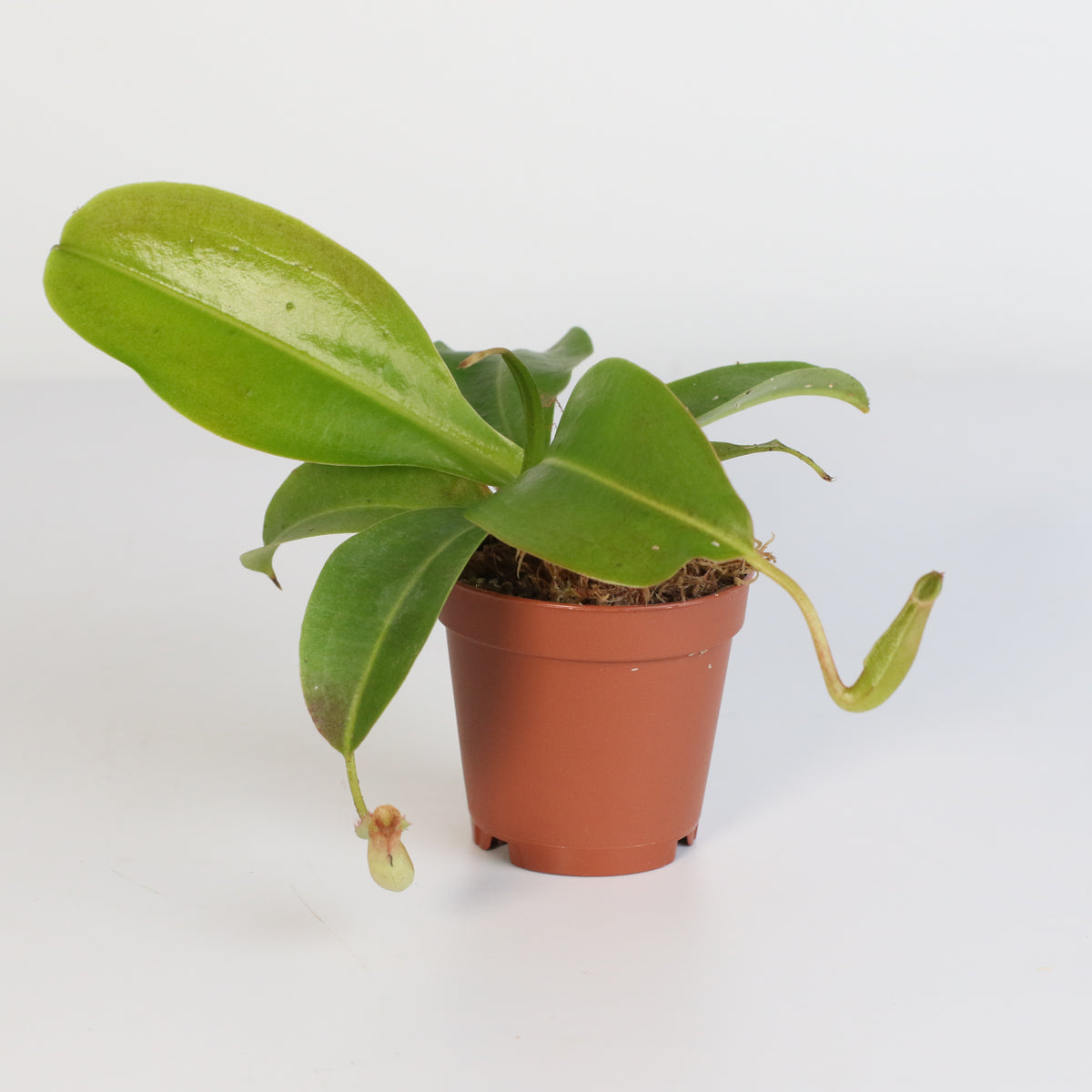 Tropical Pitcher Plant Nepenthes Miranda Carnivorous