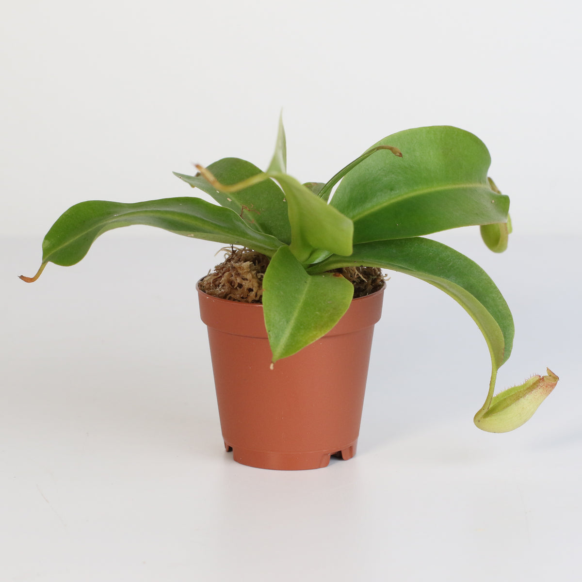 Tropical Pitcher Plant Nepenthes Miranda Carnivorous