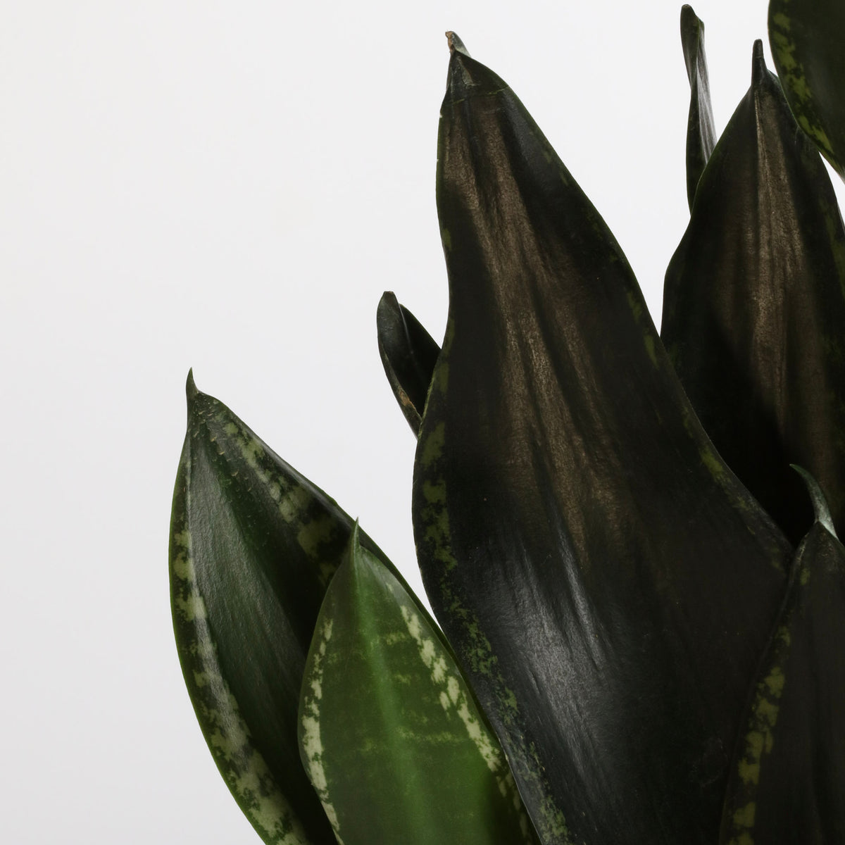 Whitney Sansevieria Snake Plant