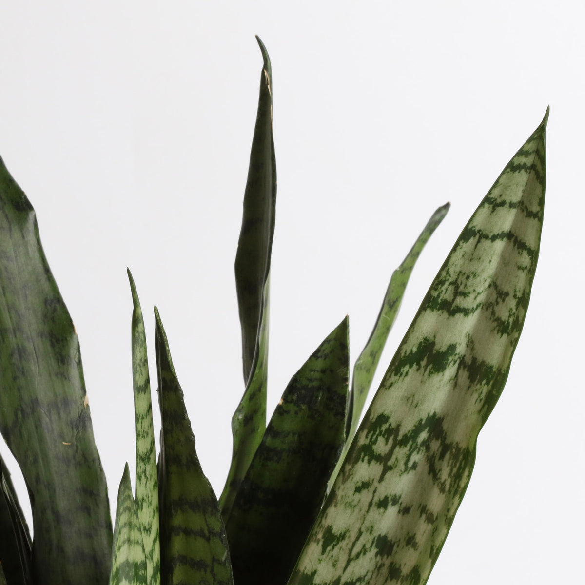 Light Sansevieria Snake Plant