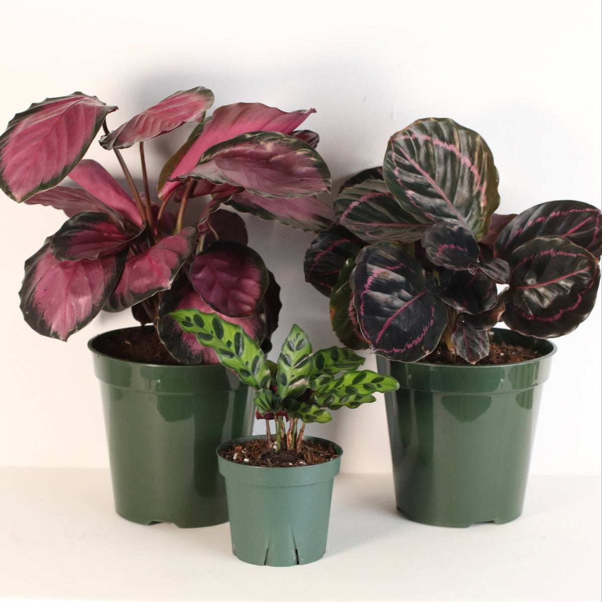 Calathea plant