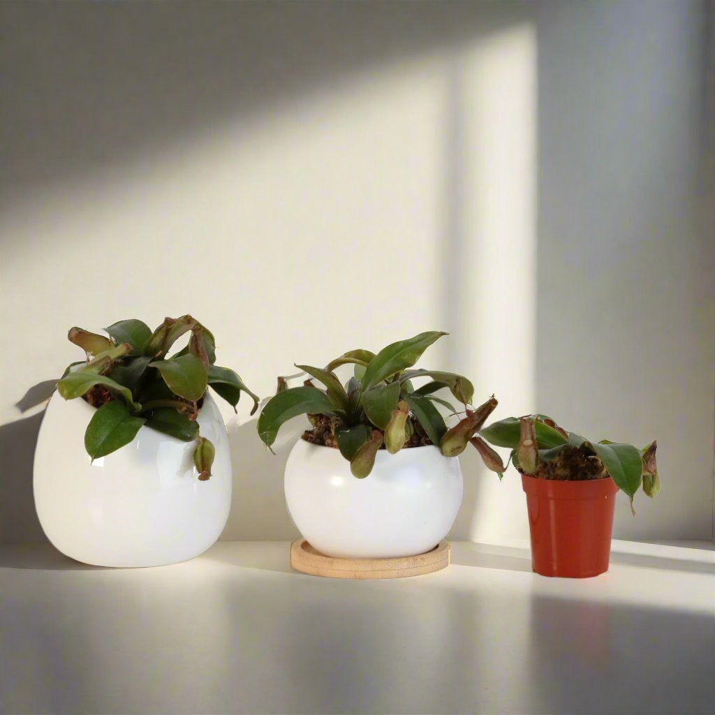 Young Nepenthes Lady Luck Carnivorous Pitcher Plant