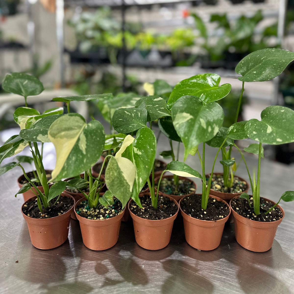 Monstera Thai Constellation