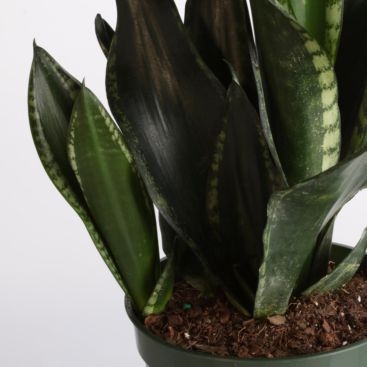 Whitney Sansevieria Snake Plant