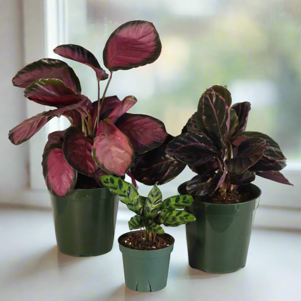 Calathea plant