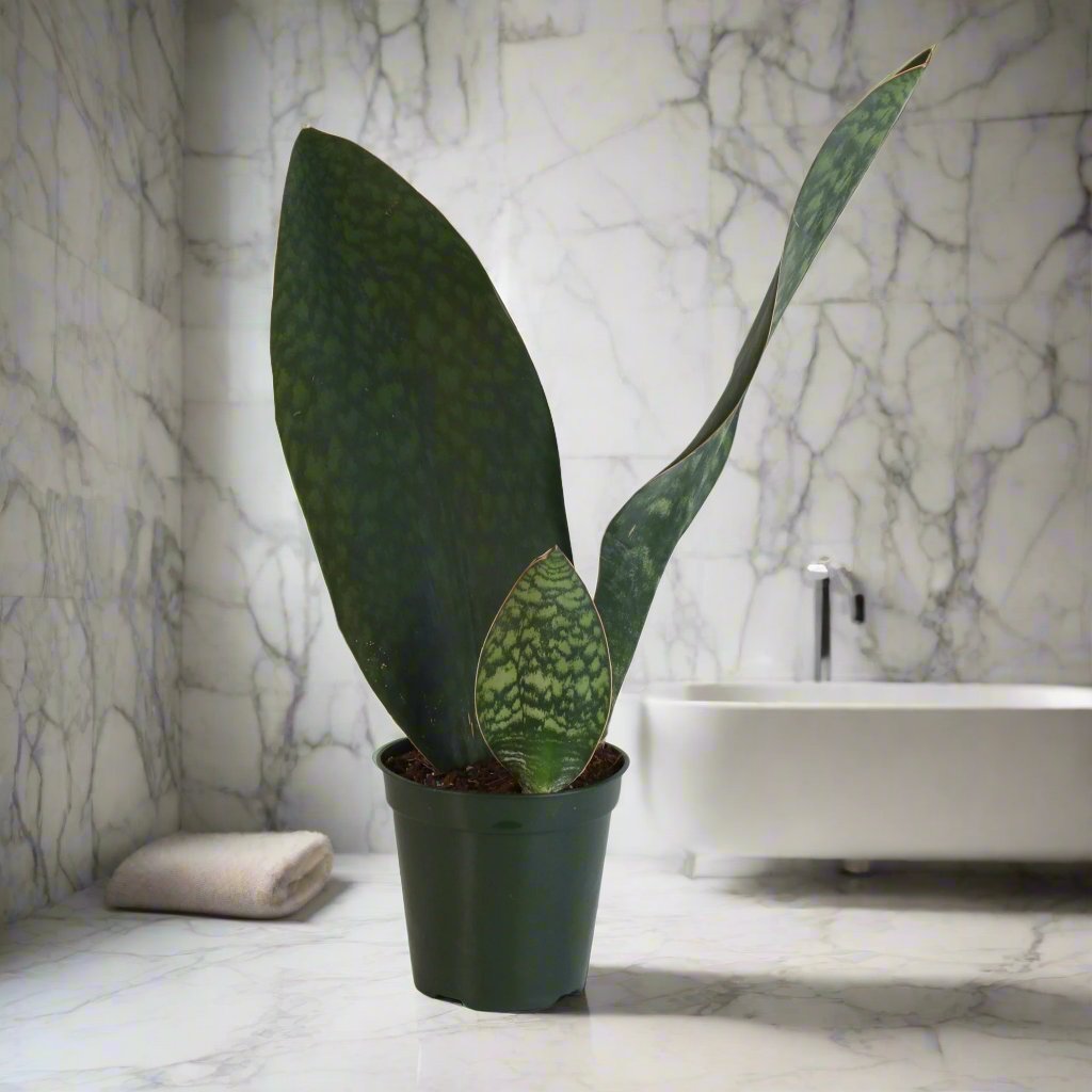 Shark Fin Sansevieria Snake Plant