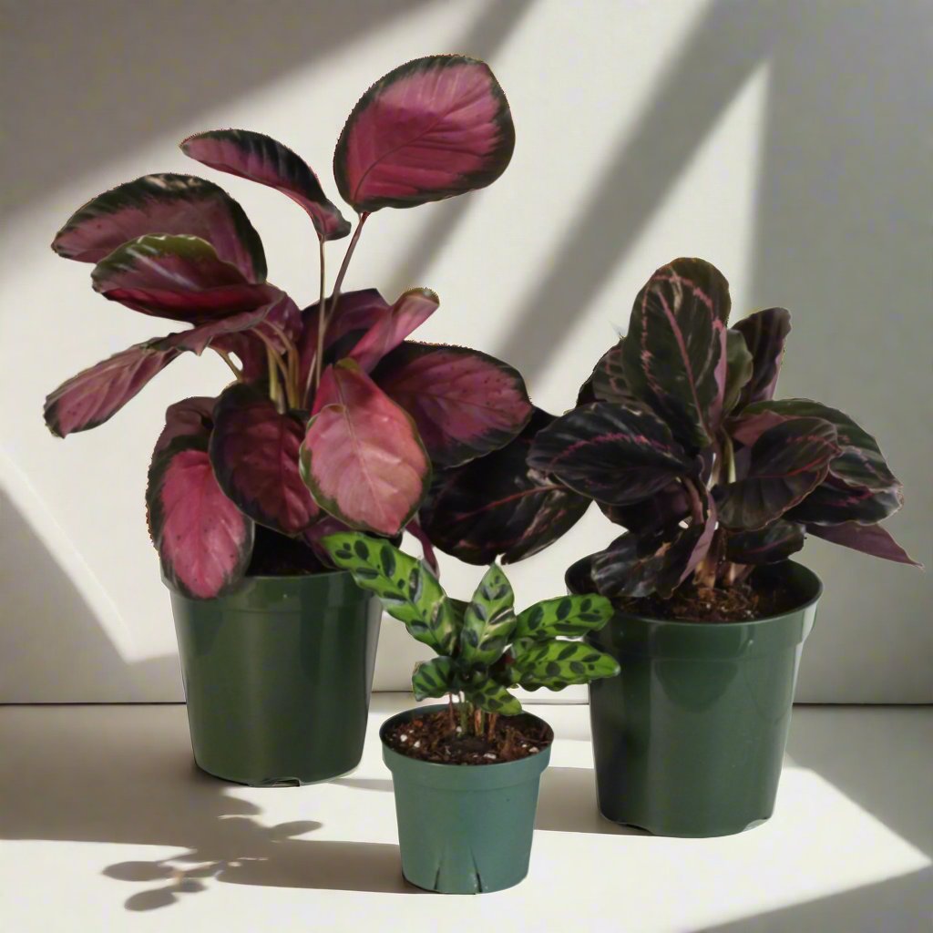 Calathea plant