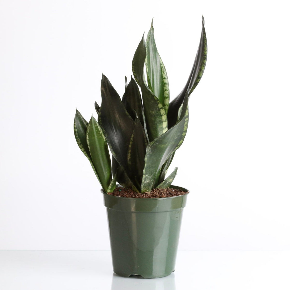 Whitney Sansevieria Snake Plant