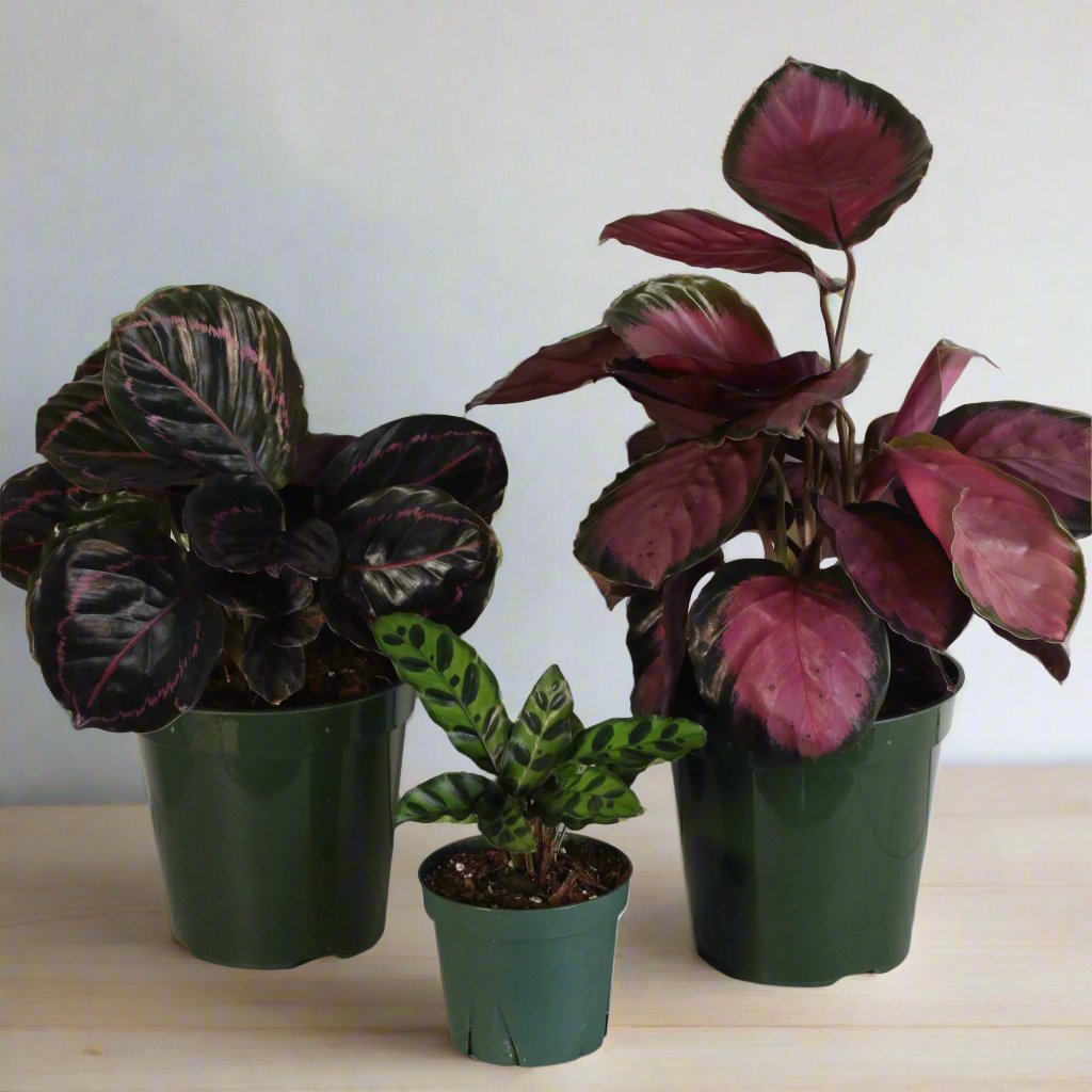 Calathea plant