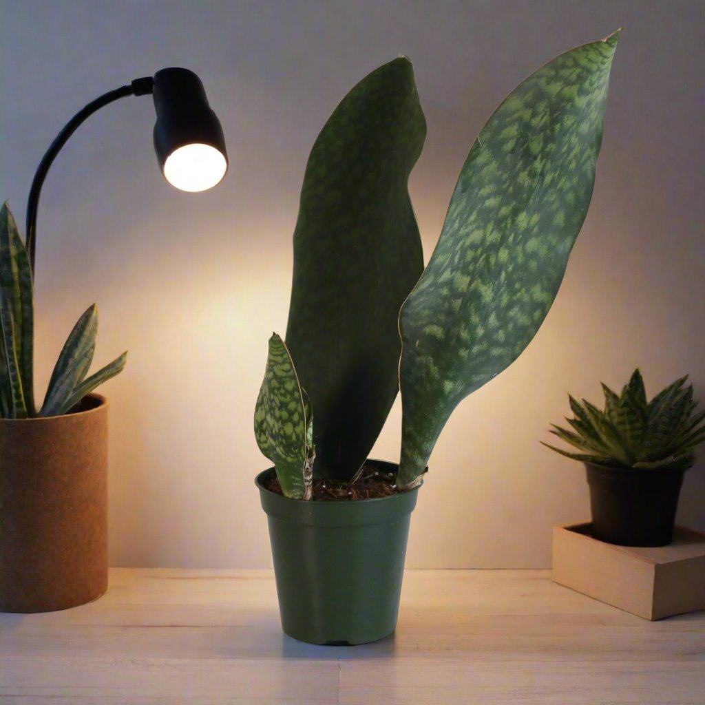 Shark Fin Sansevieria Snake Plant