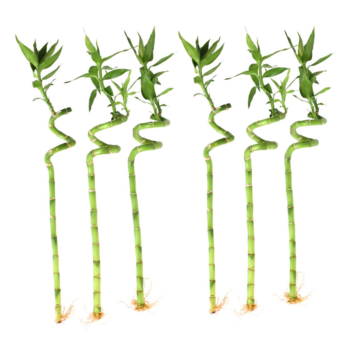 Lucky Bamboo Twists Water Plant