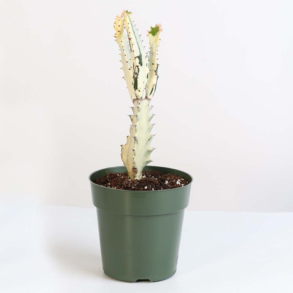 White Ghost Albo Succulent Plant