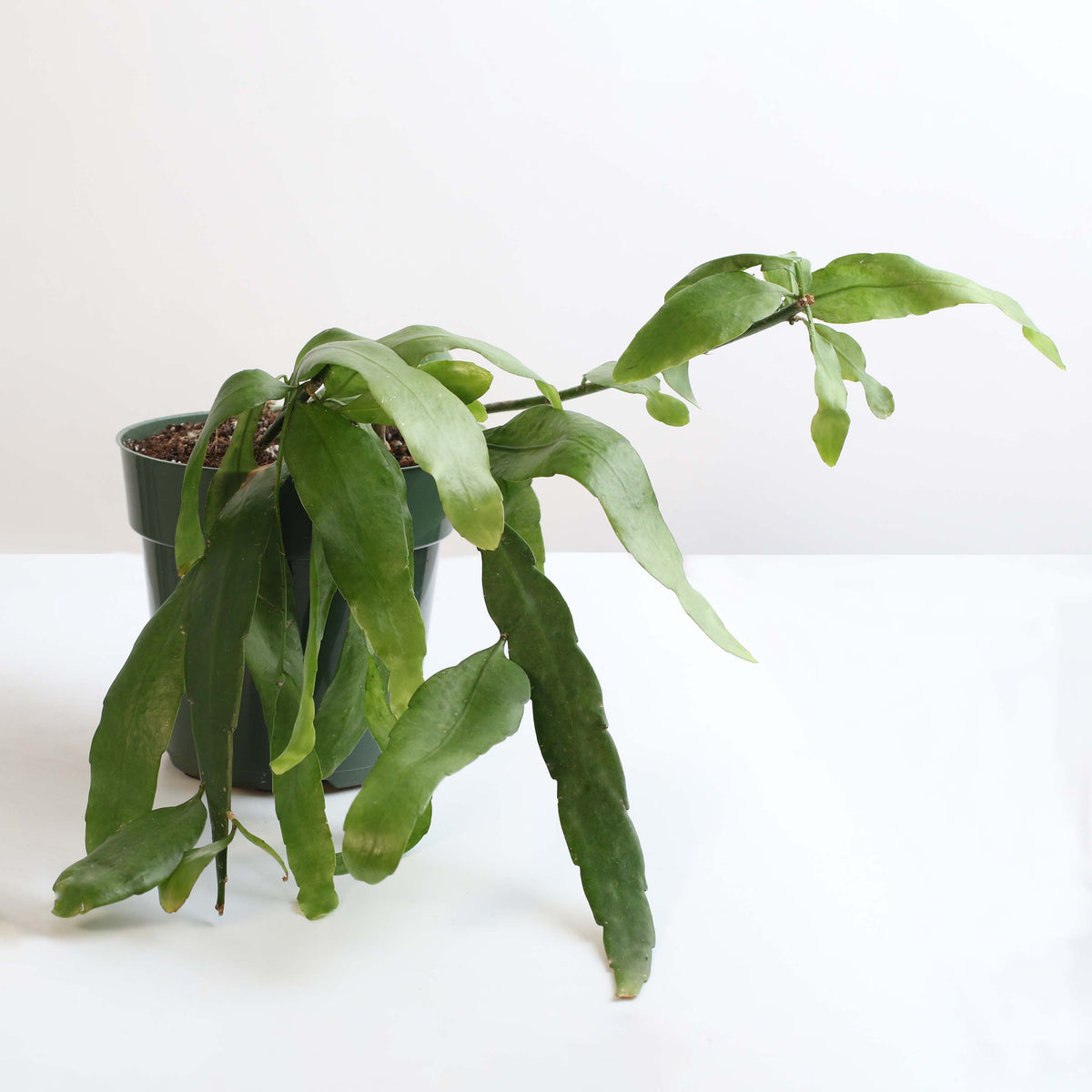 Epiphyllum Queen Of The Night