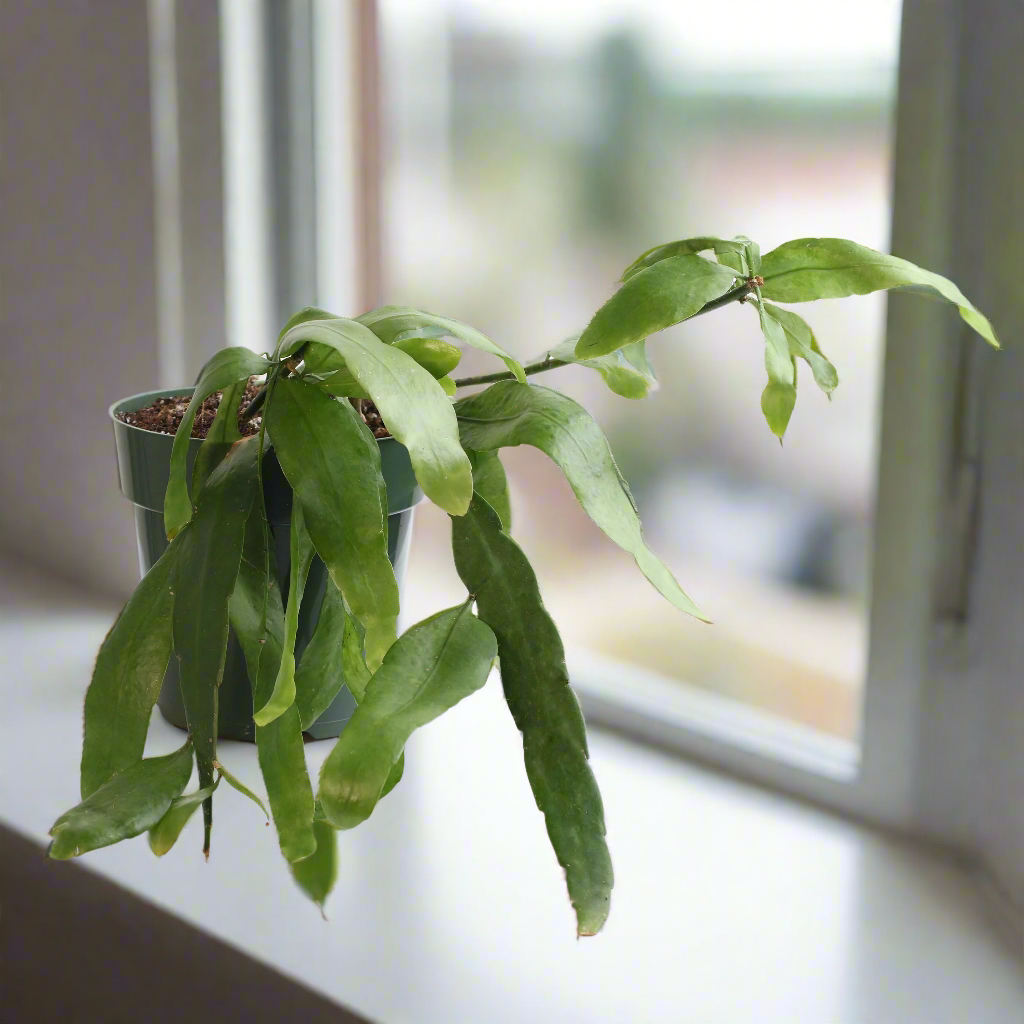 Epiphyllum Queen Of The Night