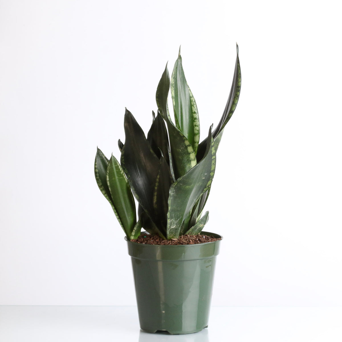 Whitney Sansevieria Snake Plant