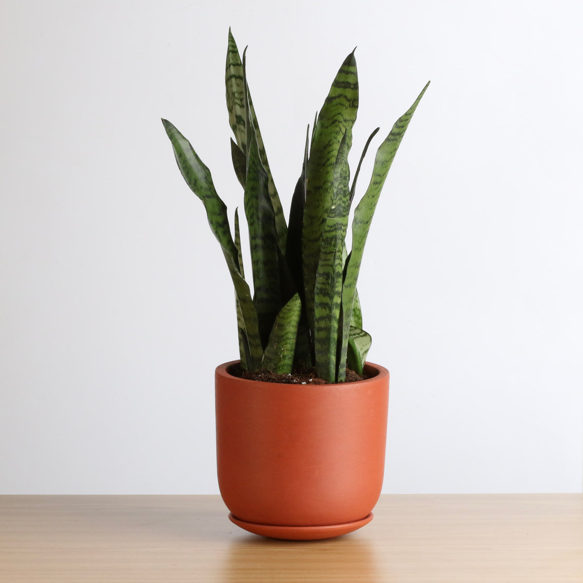 Light Sansevieria Snake Plant