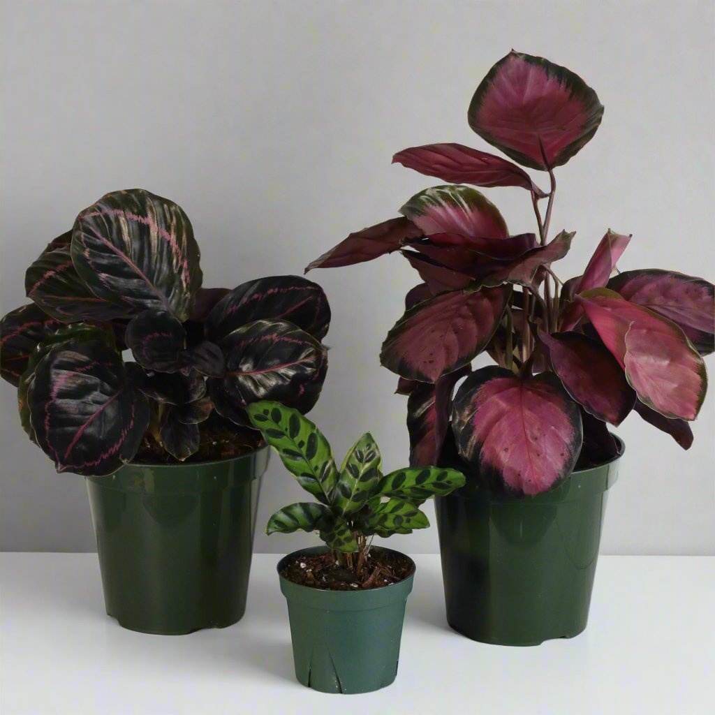 Calathea plant