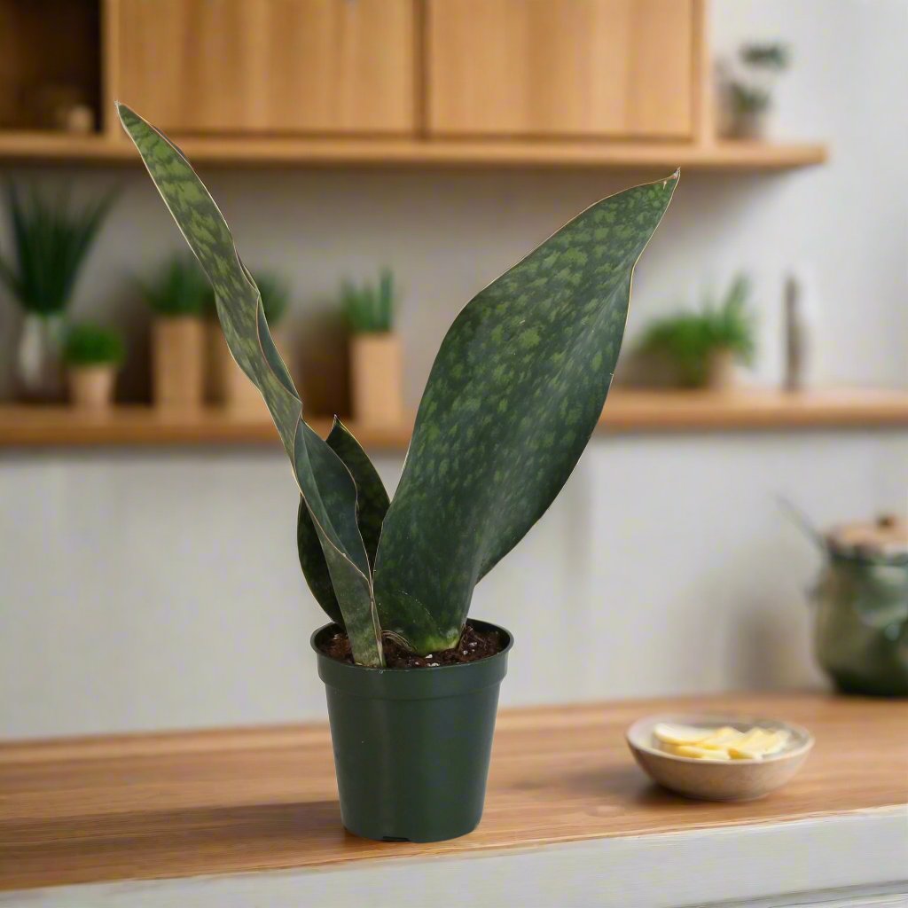 Shark Fin Sansevieria Snake Plant