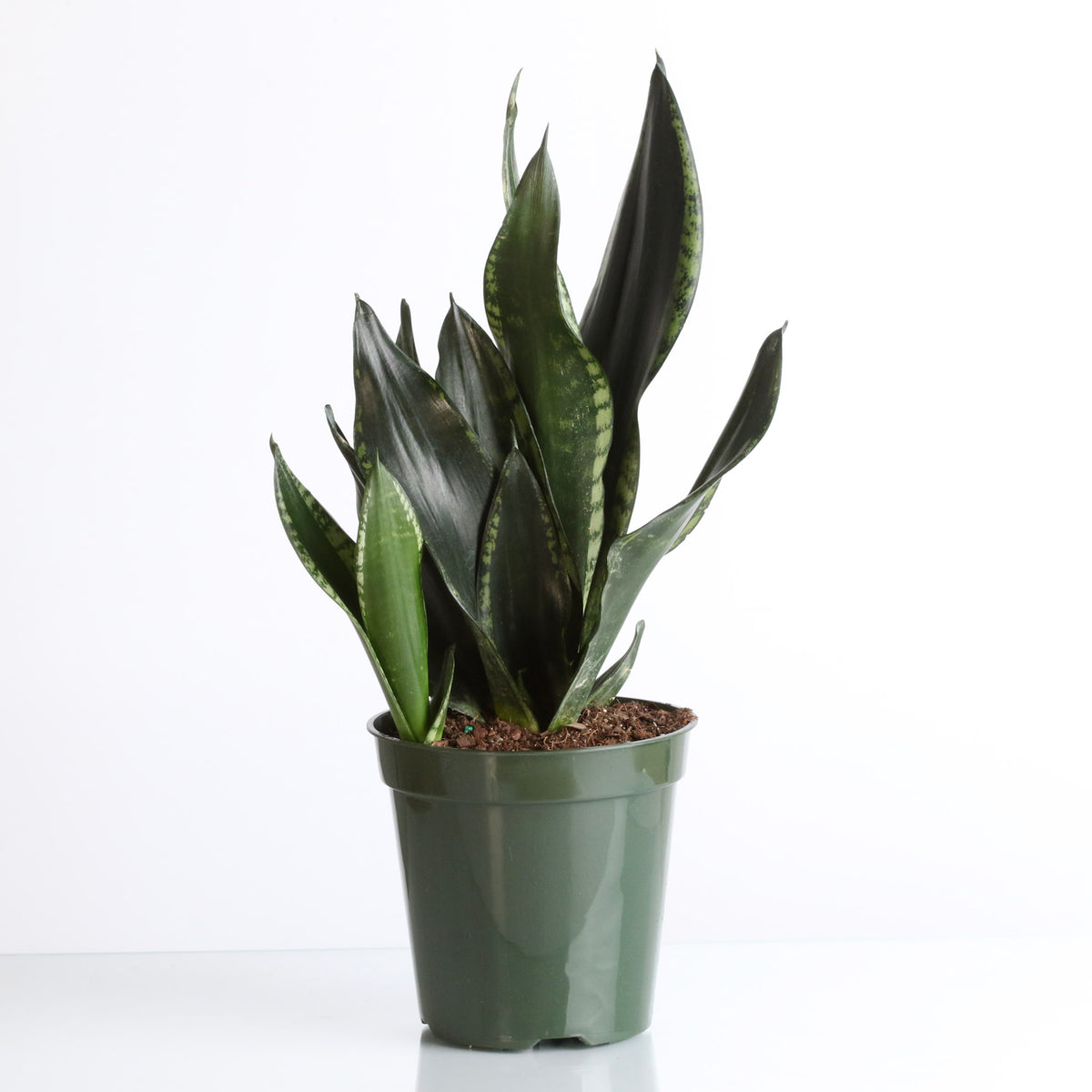 Whitney Sansevieria Snake Plant