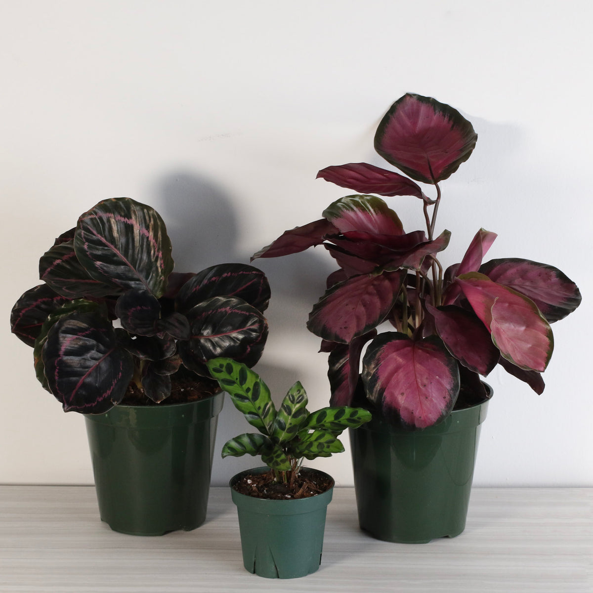 Calathea plant