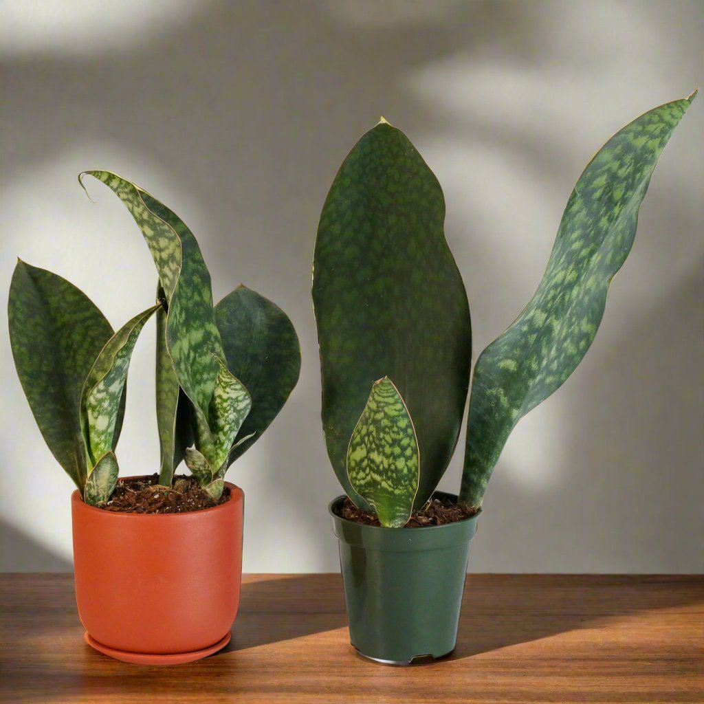Shark Fin Sansevieria Snake Plant