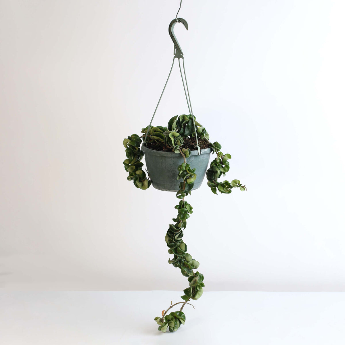 Hoya Compacta Curly Rope Plant