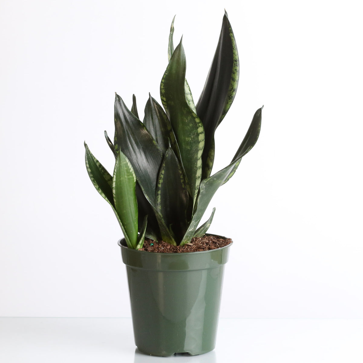 Whitney Sansevieria Snake Plant