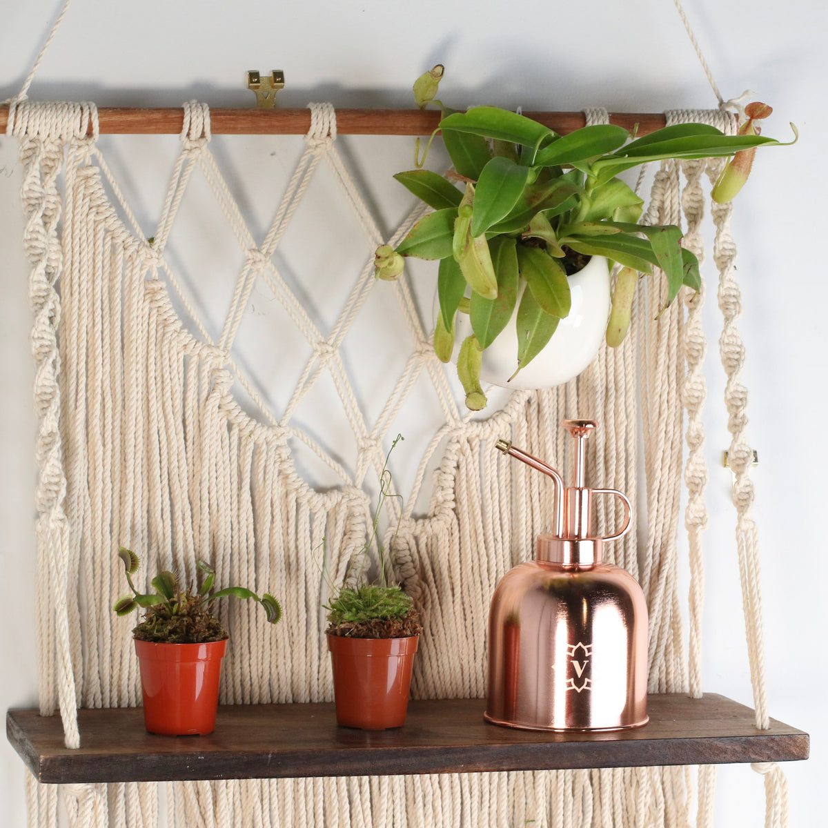 Carnivorous Plant Bundle