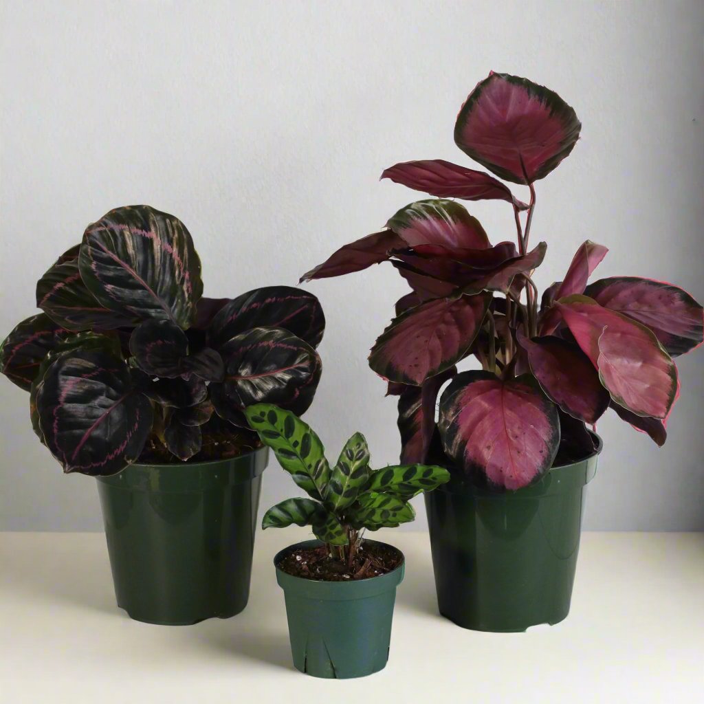 Calathea plant