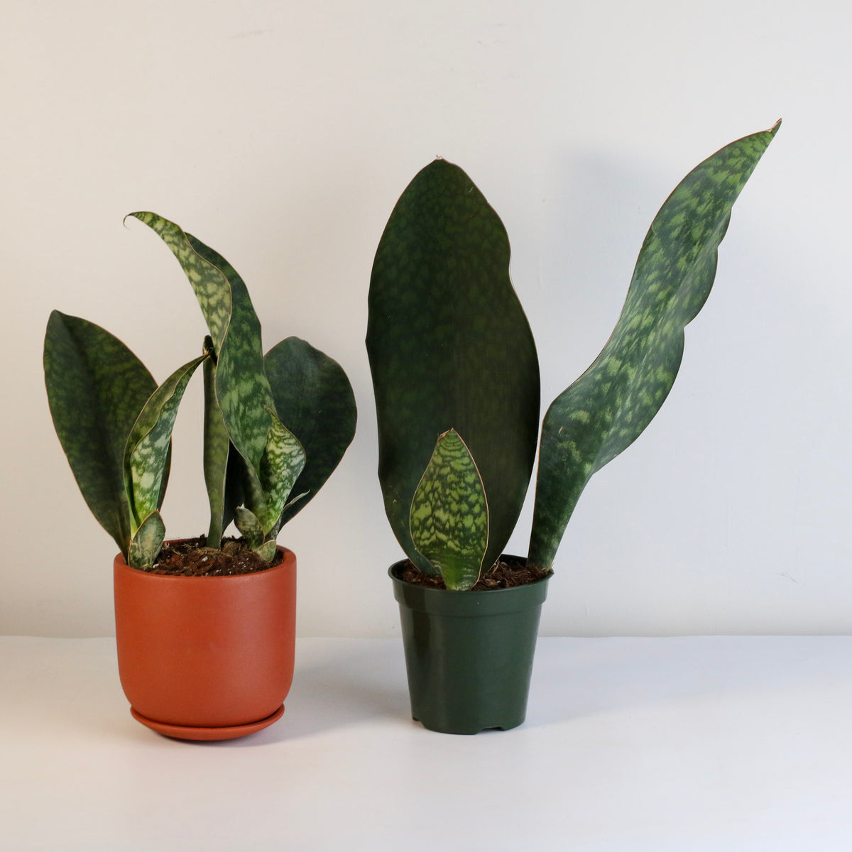 Shark Fin Sansevieria Snake Plant