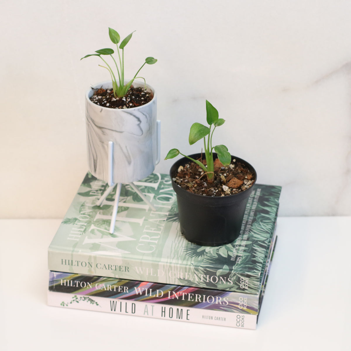 Alocasia 'Tiny Dancers'