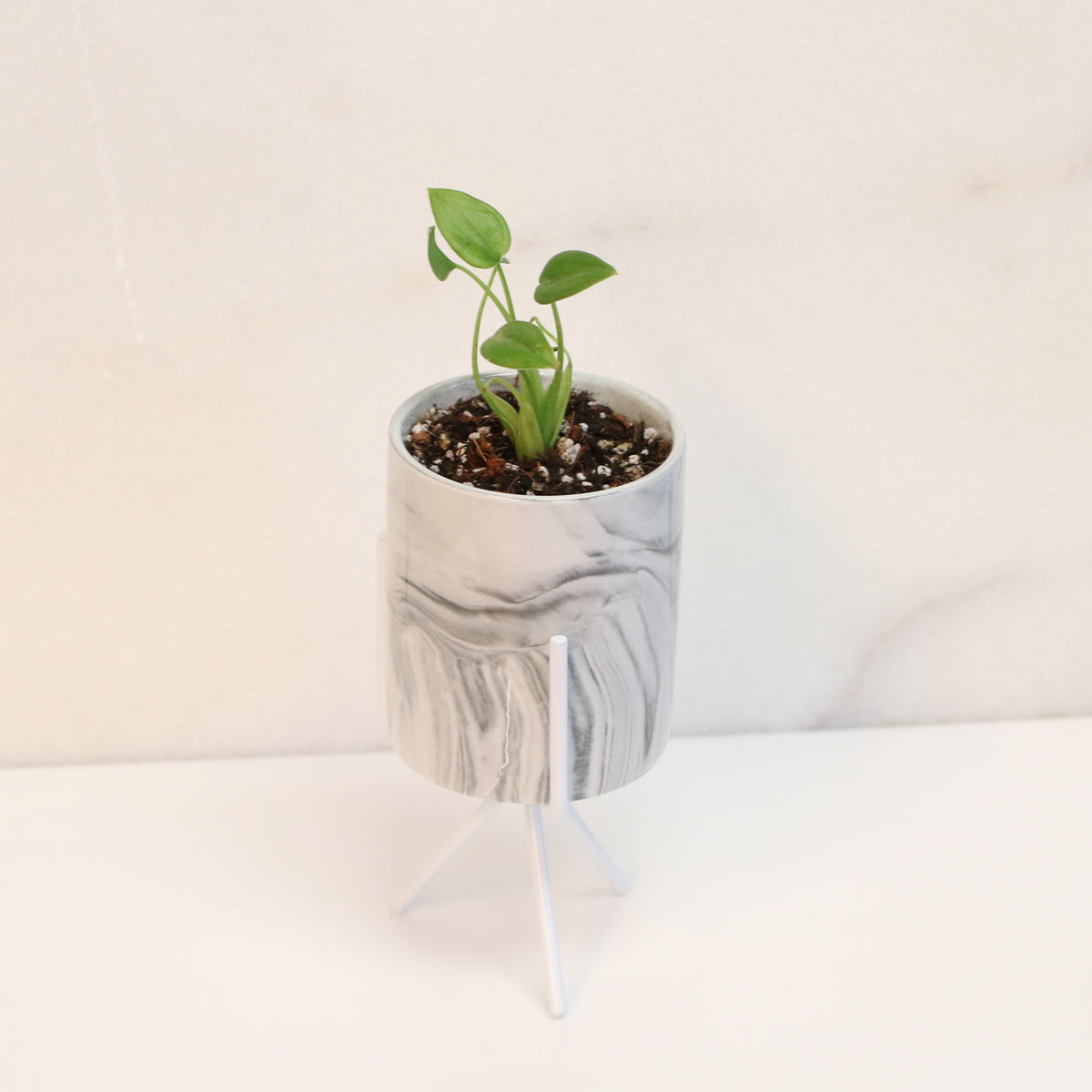 Alocasia 'Tiny Dancers'