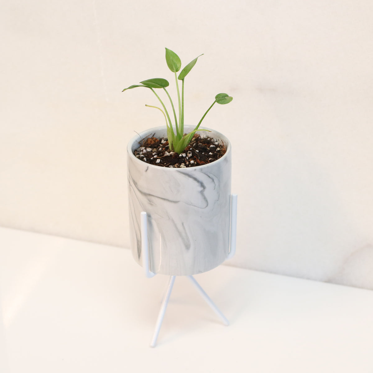 Alocasia 'Tiny Dancers'