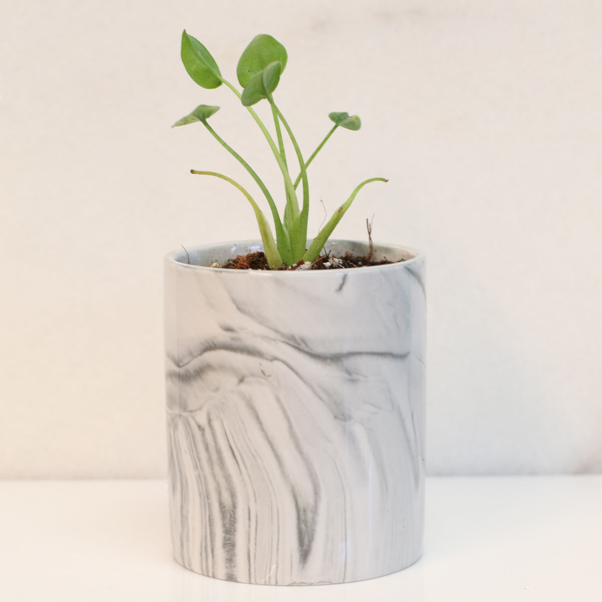 Alocasia 'Tiny Dancers'