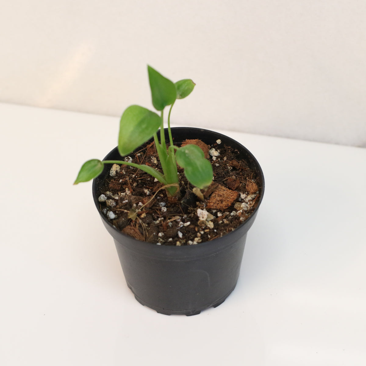 Alocasia 'Tiny Dancers'