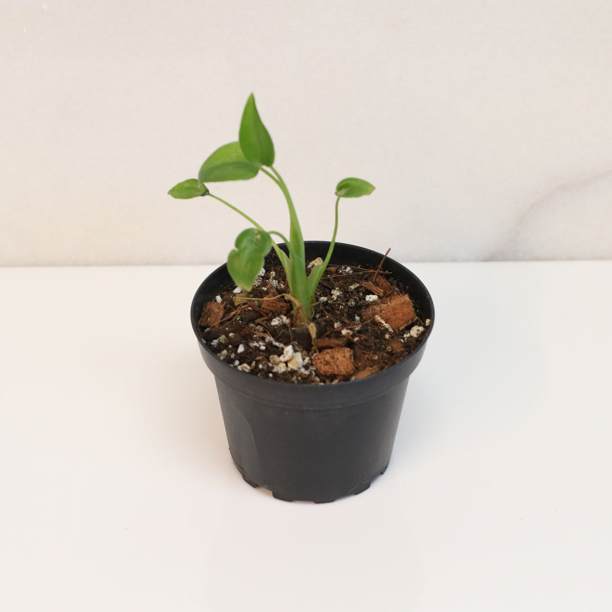 Alocasia 'Tiny Dancers'