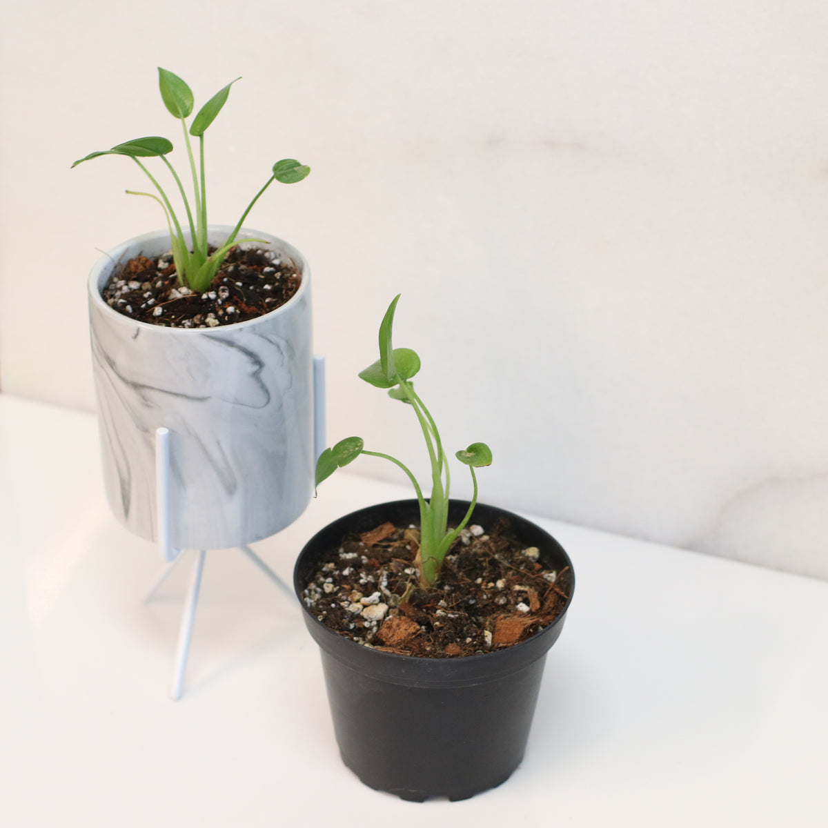 Alocasia 'Tiny Dancers'