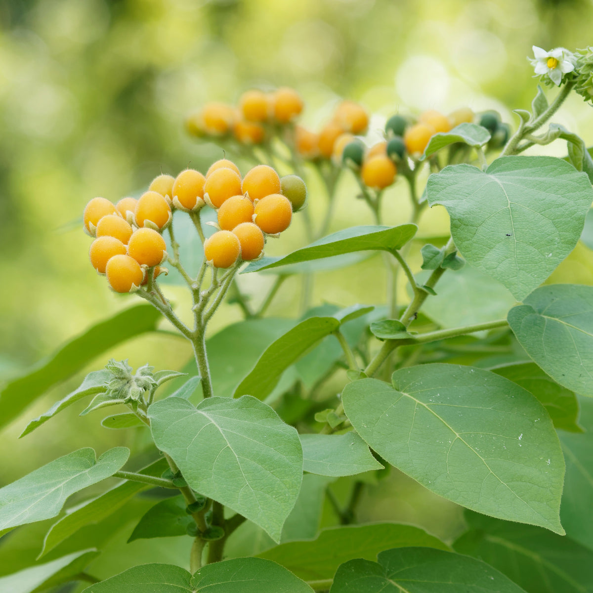 Blackberry 'Prime Ark Freedom'