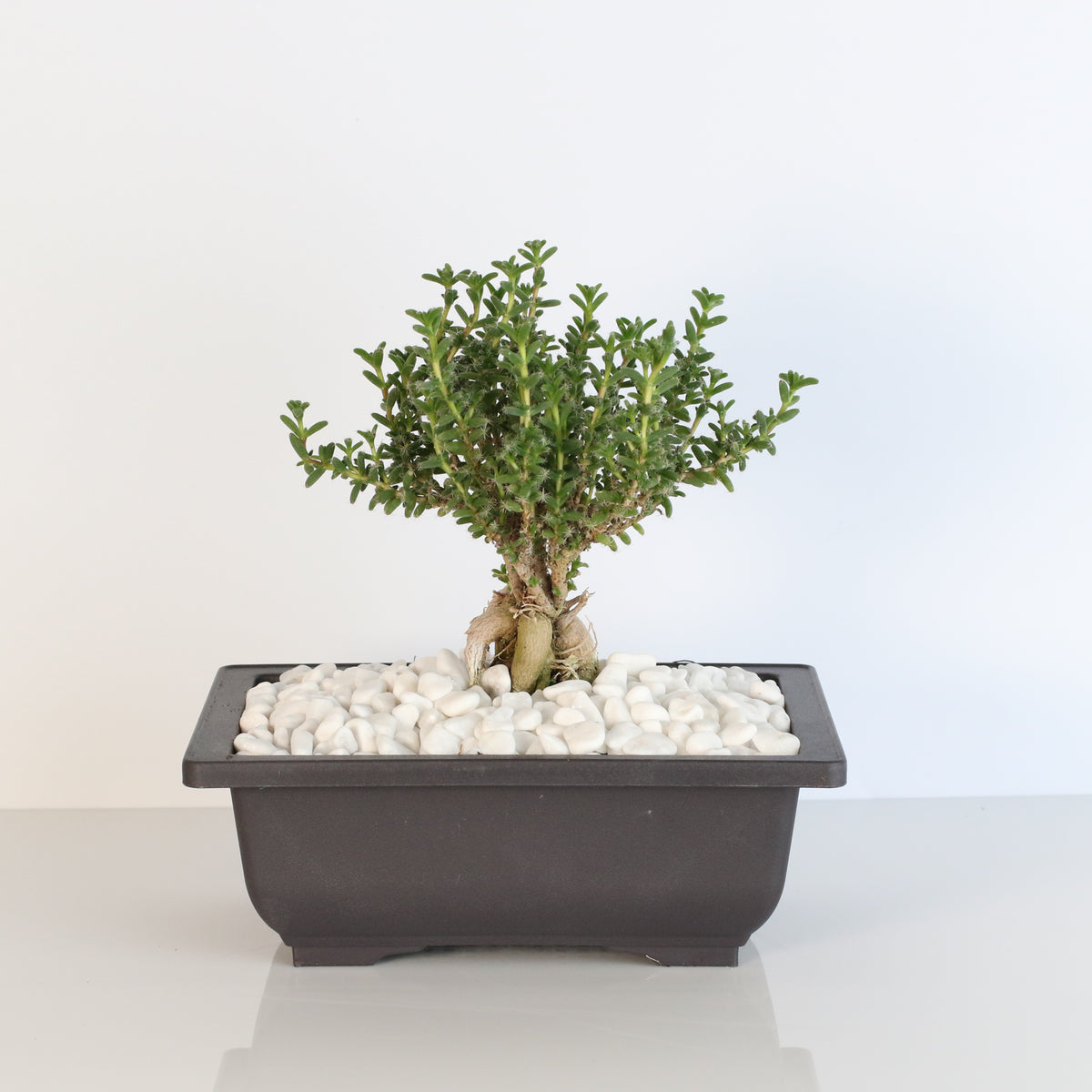 African Bonsai – Trichodiadema bulbosum
