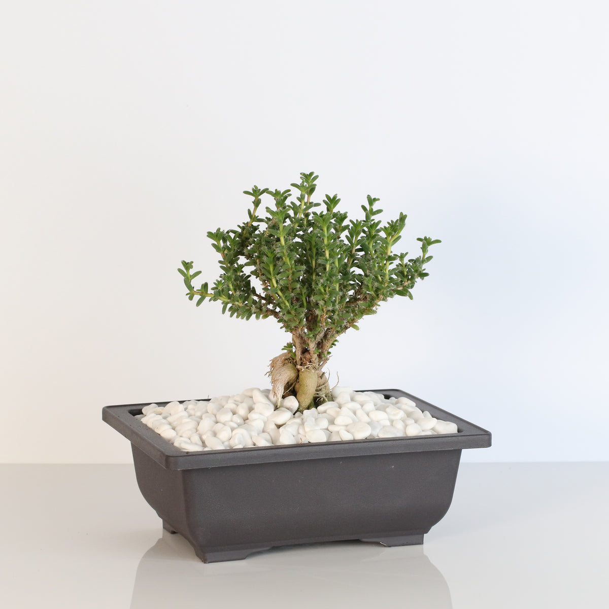 African Bonsai – Trichodiadema bulbosum