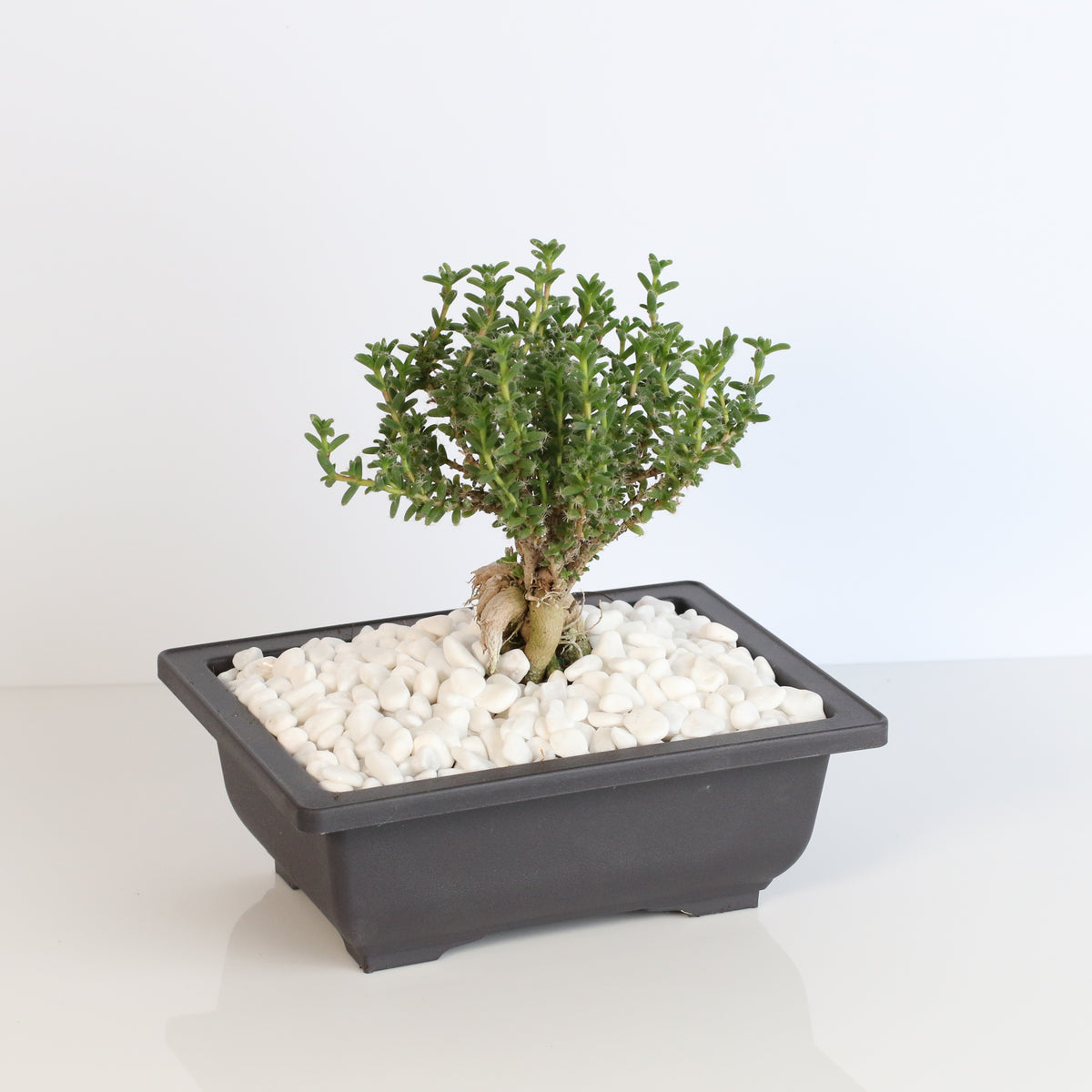African Bonsai – Trichodiadema bulbosum