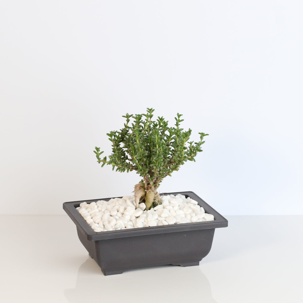 African Bonsai – Trichodiadema bulbosum