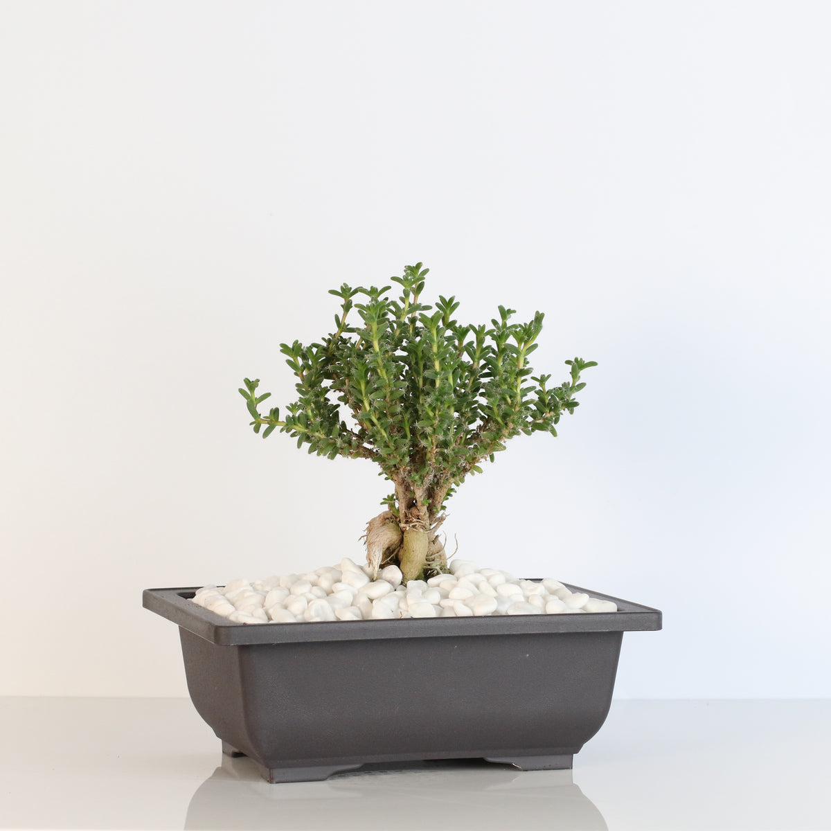 African Bonsai – Trichodiadema bulbosum